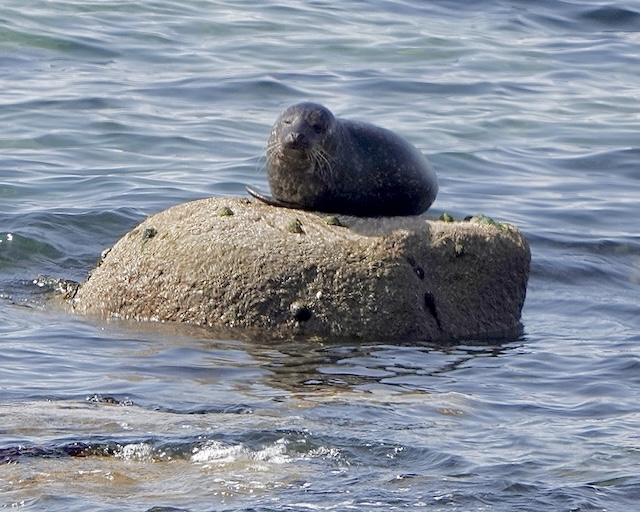 seal